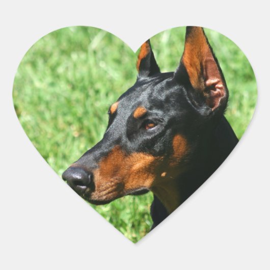 stickers Doberman Pinscher (Devant)