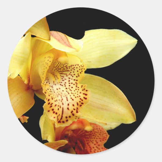 Stickers d'orchidée jaune pâle (Devant)