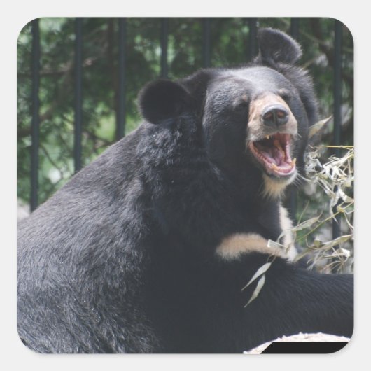 Stickers d'ours en croissance (Devant)