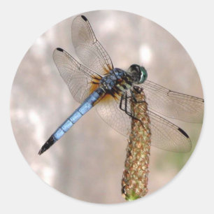 Stickers Dragonfly / Round