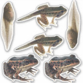 Stickers du cycle de vie de la grenouille (Devant)