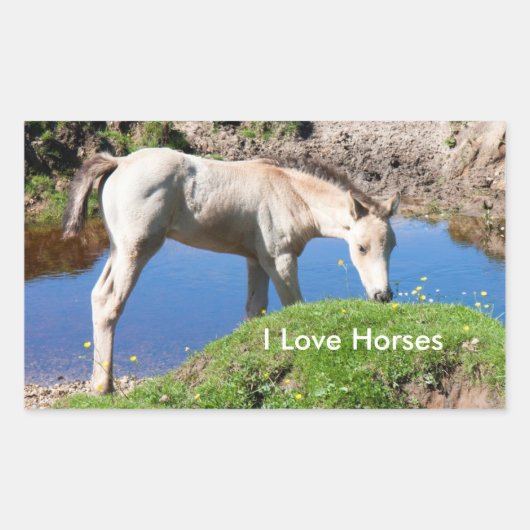 Stickers Dun poulain cheval (Devant)