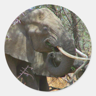 Stickers éléphants