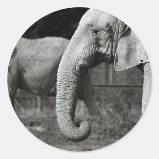 Stickers Eléphants Asiatiques (Devant)