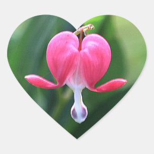 Stickers Enveloppe Coeur Saignant