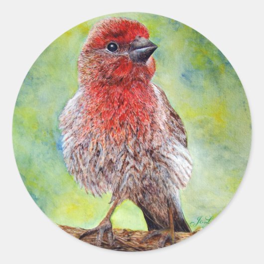 Stickers Finch (Devant)