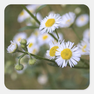 Stickers Fleur sauvage Daisy Fleabane