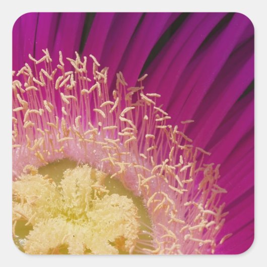 Stickers Fleur Vibrant (Devant)