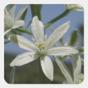 Stickers Fleurs Blanches