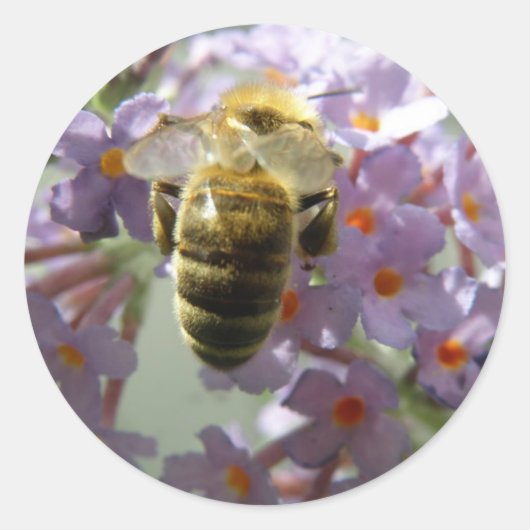 Stickers Fleurs d'abeilles et de bouddleia (Devant)