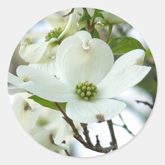 Stickers Fleurs de Dogwood Tree (Devant)
