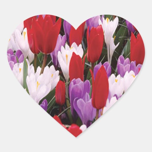 Stickers Fleurs de Tulipes colorées (Devant)