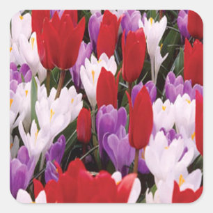 Stickers Fleurs de Tulipes colorées