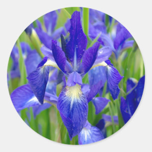 Stickers Fleurs Iris Bleus