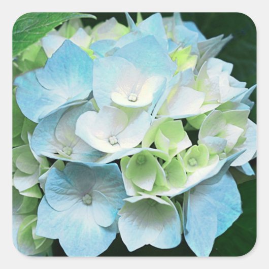 Stickers Floral Hydrangea bleu et vert / Sceau (Devant)