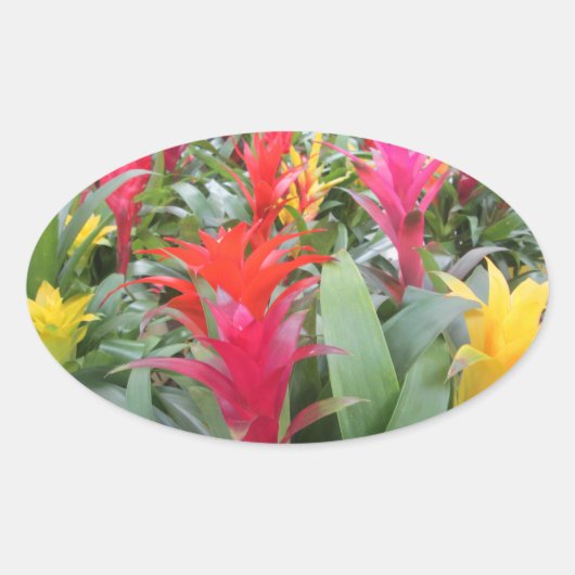 Stickers - Forêt de Bromeliad (Devant)