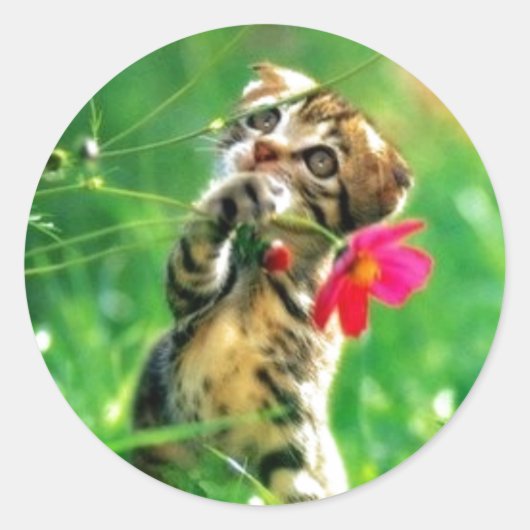 Stickers forme cercle Kitten (Devant)