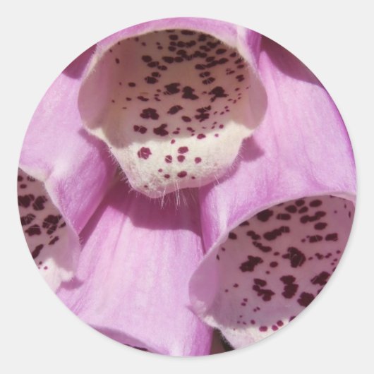 Stickers Foxglove (Devant)