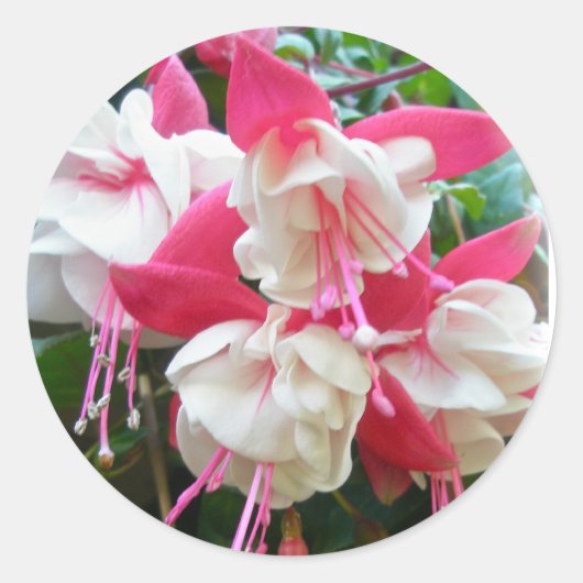 Stickers Fuschia rose et blanc (Devant)