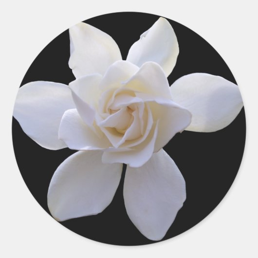 Stickers - Gardenia sur Noir (Devant)
