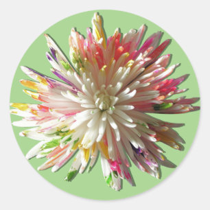 Stickers - geschilderde witte spin mum