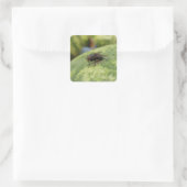 Stickers GIANT (Sac)