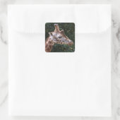 Stickers Giraffe (Sac)