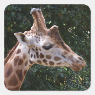 Stickers Giraffe