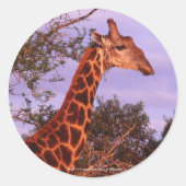 Stickers Giraffe (Devant)