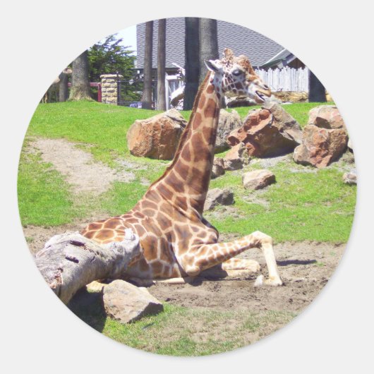 Stickers Giraffe #3 (Devant)