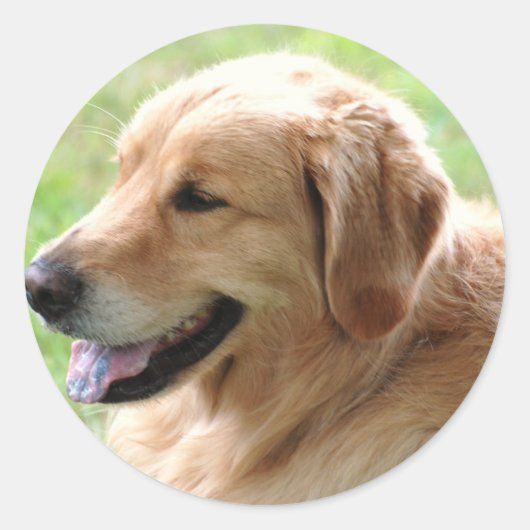 Stickers Golden Retriever Pup (Devant)