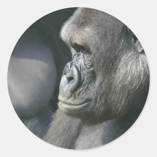 Stickers Gorilla de montagne (Devant)