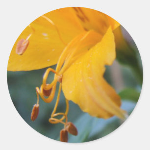Stickers Graines de fleurs jaunes