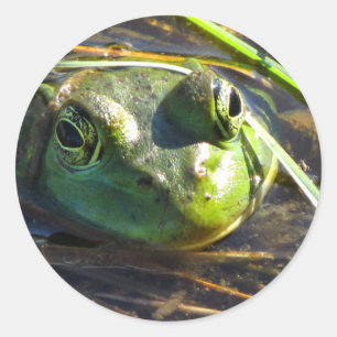 Stickers Grenouille taureau