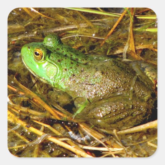Stickers Grenouille taureau (Devant)