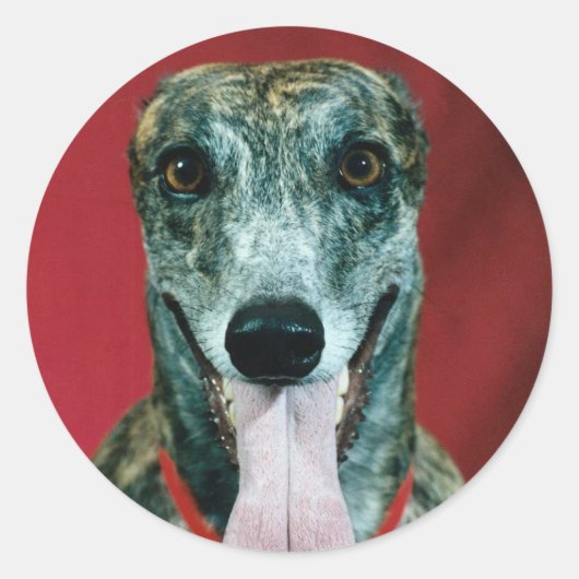 STICKERS Greyhound Sticker Brindle amoureux de les (Devant)