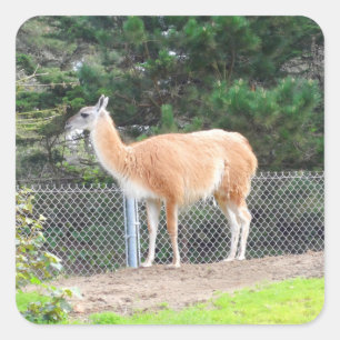Stickers Guanaco #1
