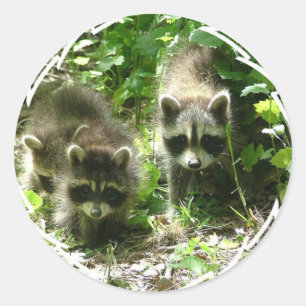 Stickers Habitat Raccoon
