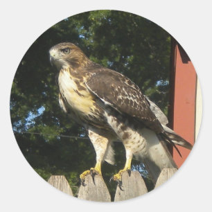 Stickers Hawk