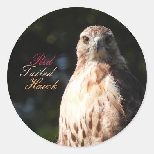 Stickers Hawk Red Tail (Devant)