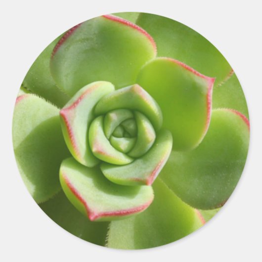 Stickers "Hen and Chicks" Vert Succulent (Devant)