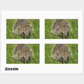 Stickers Hérisson (Feuille)