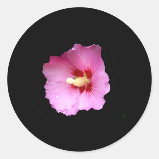 Stickers Hibiscus rose (Devant)