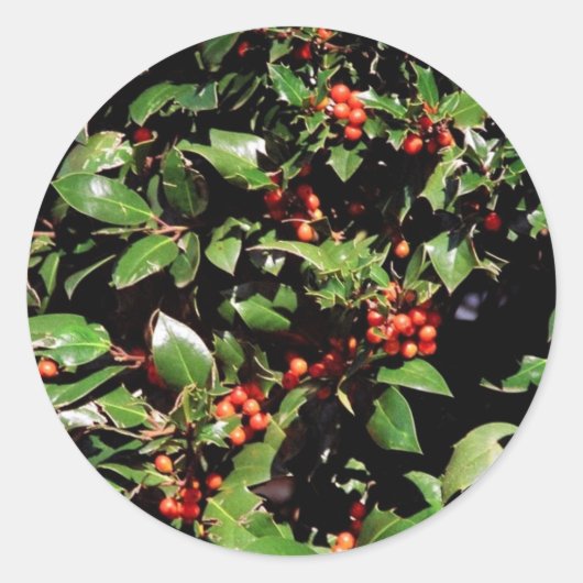Stickers Holly et Berries (Devant)