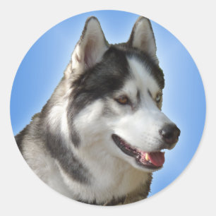 Stickers Husky Siberian Husky Stickers Malamute