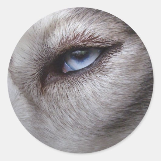 Stickers Husky Siberian Husky Stickers Malamute (Devant)