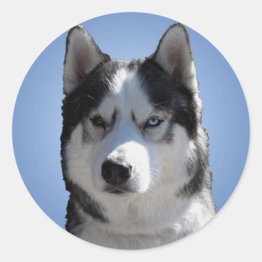 Stickers Husky Siberian Husky Stickers Malamute (Devant)