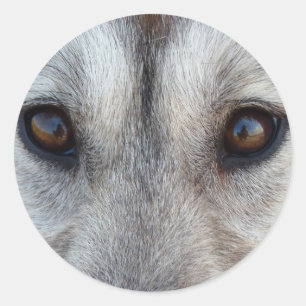 Stickers Husky Siberian Husky Wolf Stickers