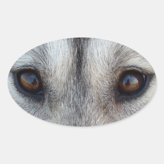 Stickers Husky Siberian Husky Wolf Stickers (Devant)