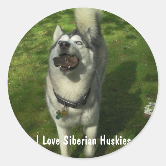 Stickers Husky Sibérien (Devant)